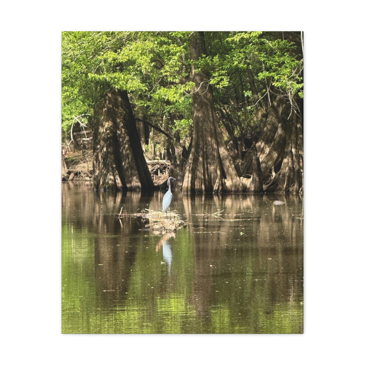 Stillness in the Cypress – Original Photography Canvas – Wild Roam Co.