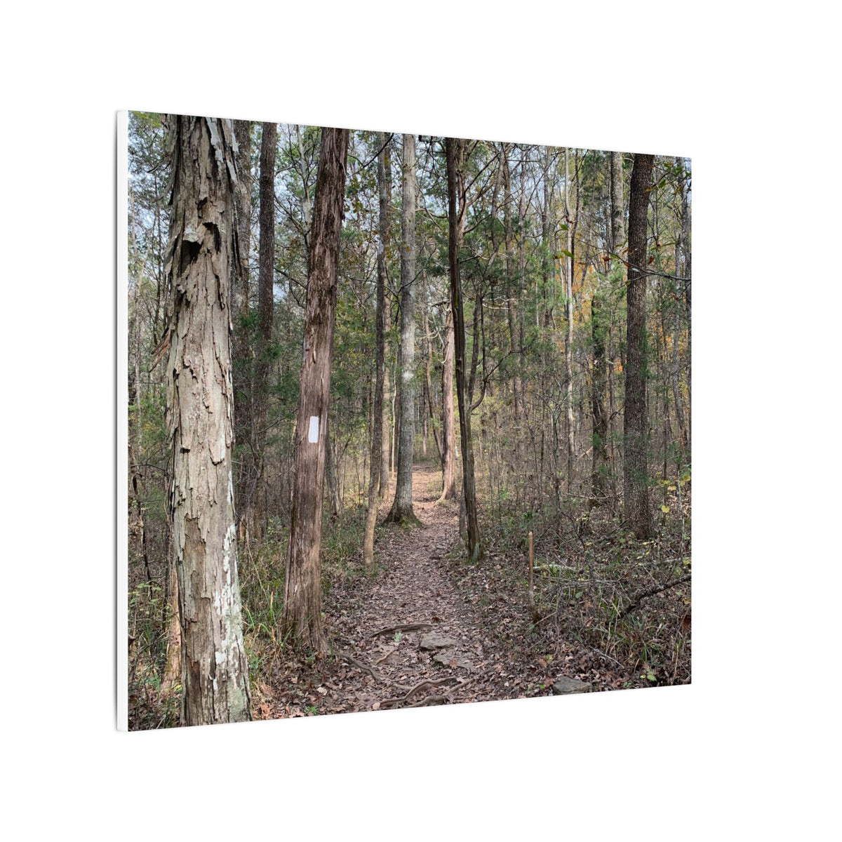 The Path Less Traveled – Original Nature Photography Canvas
