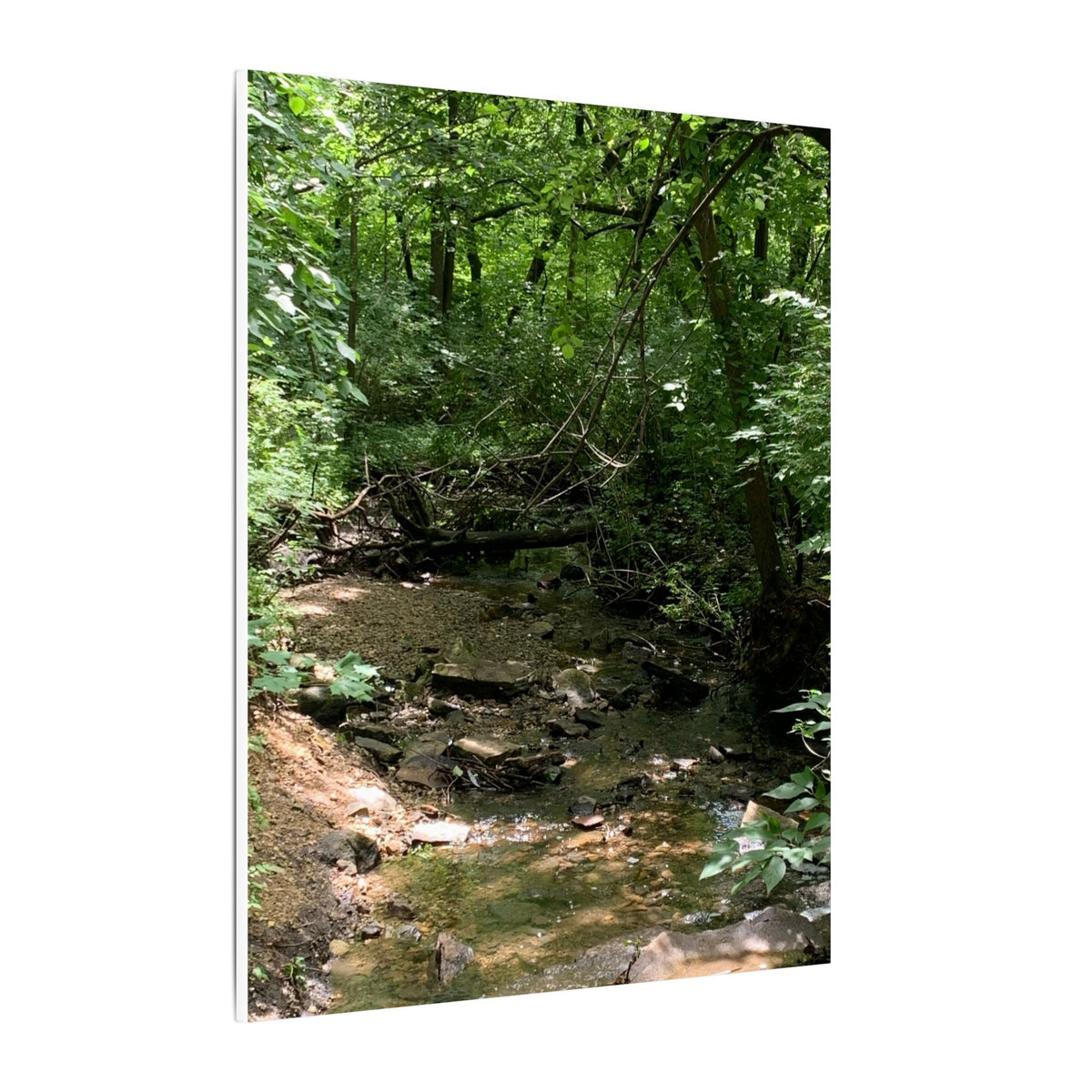 Whispers of the Woodland – Original Nature Photography Canvas-Wild Roam Co
