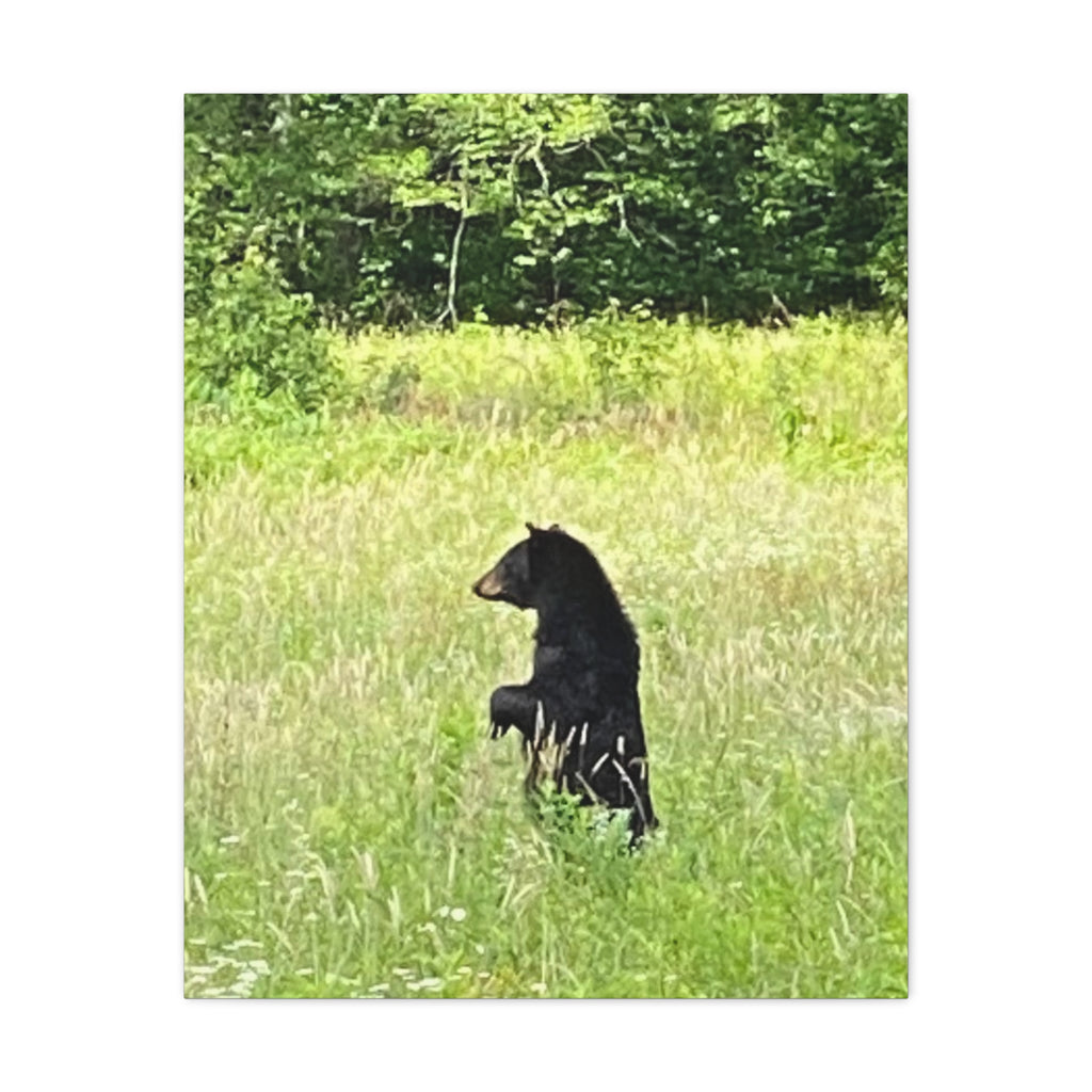 Standing Tall in Cades Cove – Original Photography Canvas – Wild Roam Co.