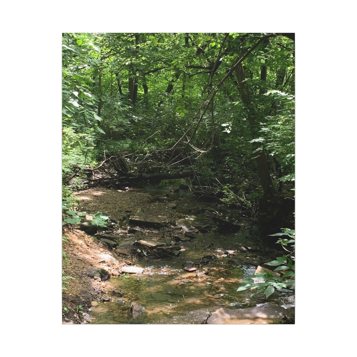 Whispers of the Woodland – Original Nature Photography Canvas-Wild Roam Co