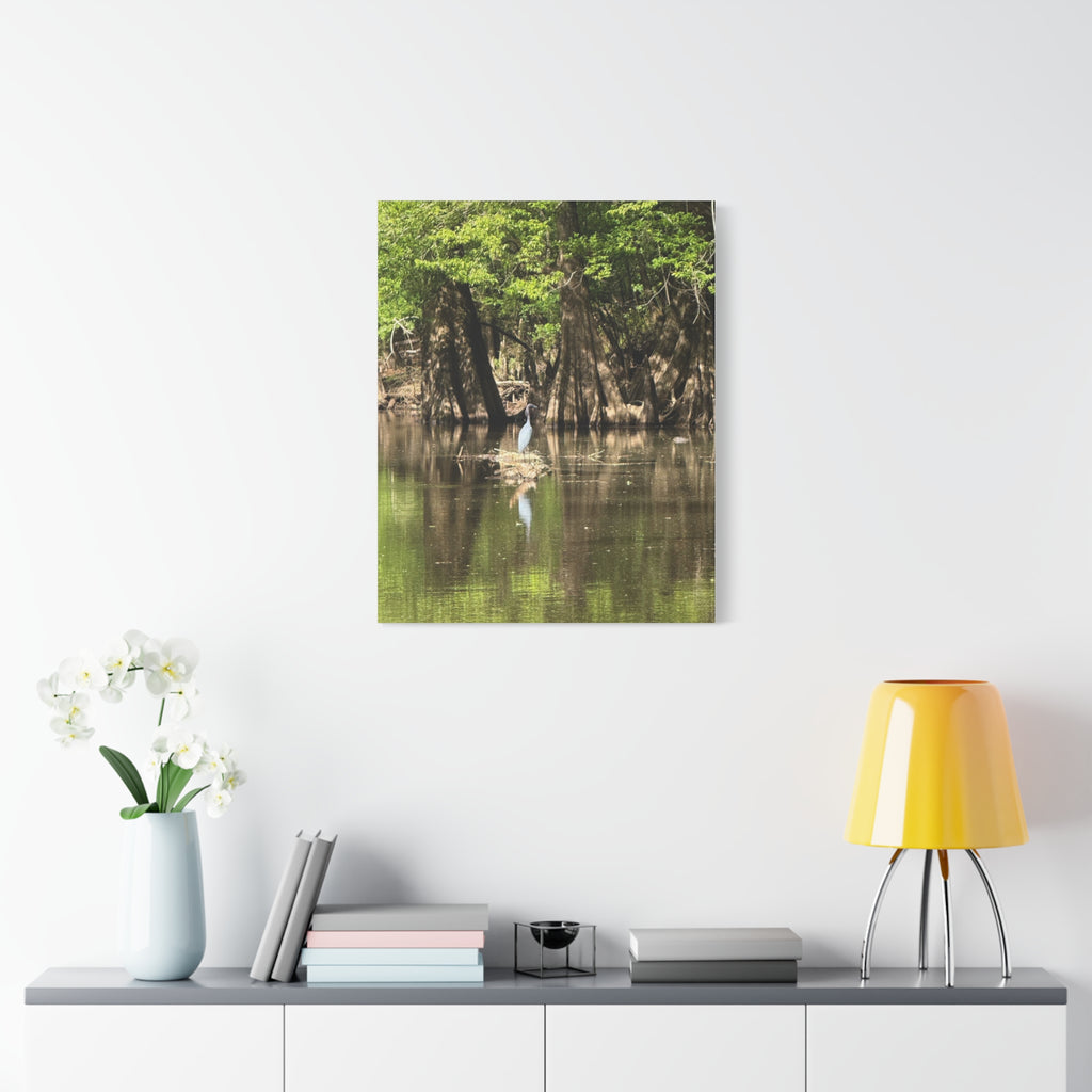 Stillness in the Cypress – Original Photography Canvas – Wild Roam Co.