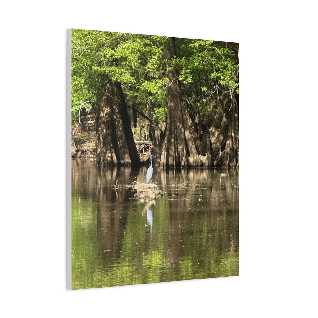 Stillness in the Cypress – Original Photography Canvas – Wild Roam Co.