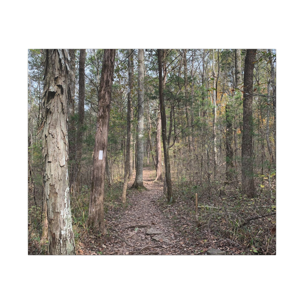 The Path Less Traveled – Original Nature Photography Canvas