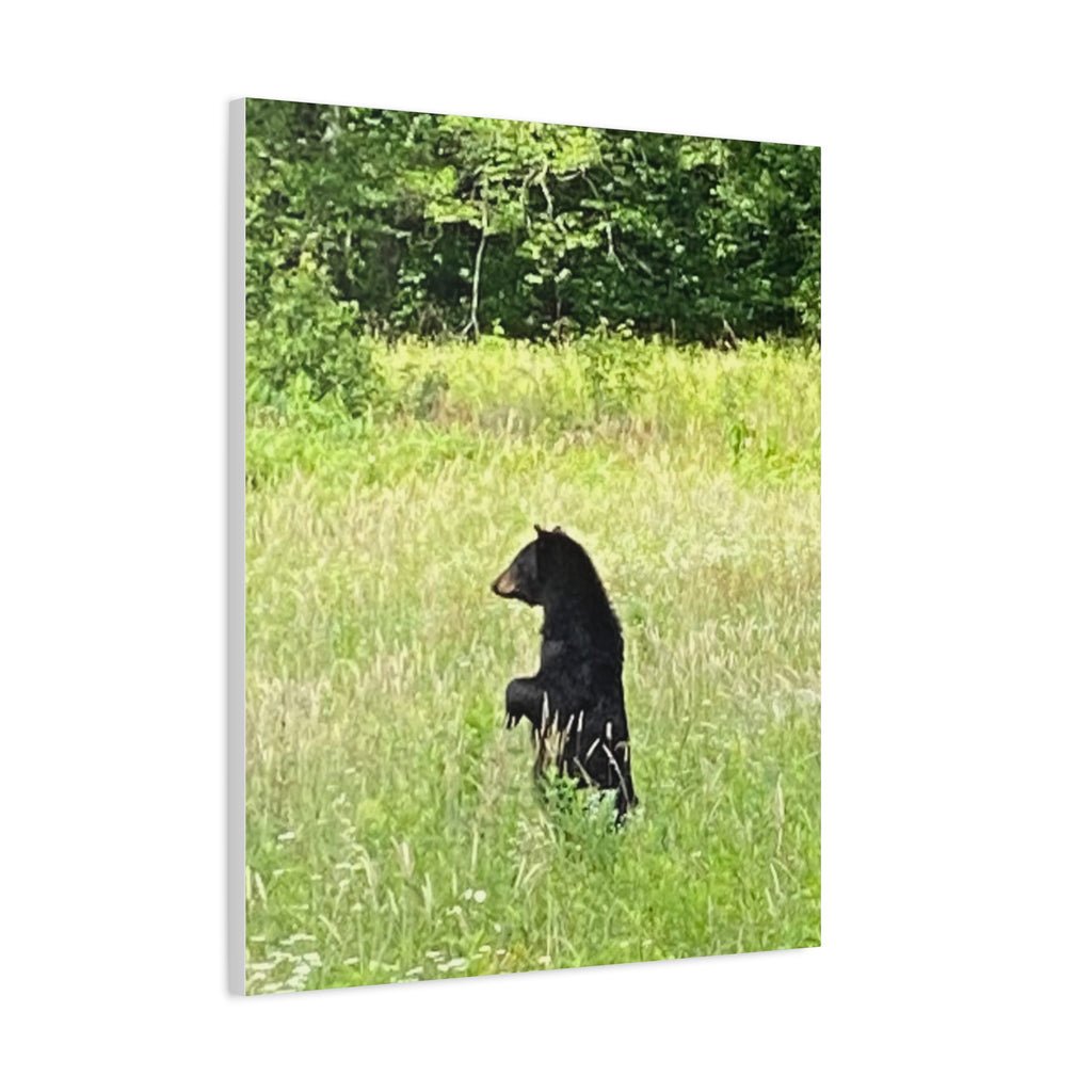 Standing Tall in Cades Cove – Original Photography Canvas – Wild Roam Co.